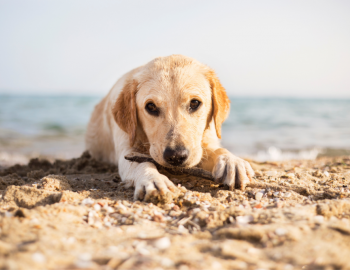 dog on beach