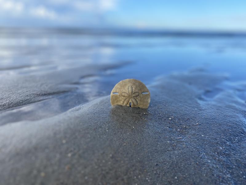 oak-island-seashell