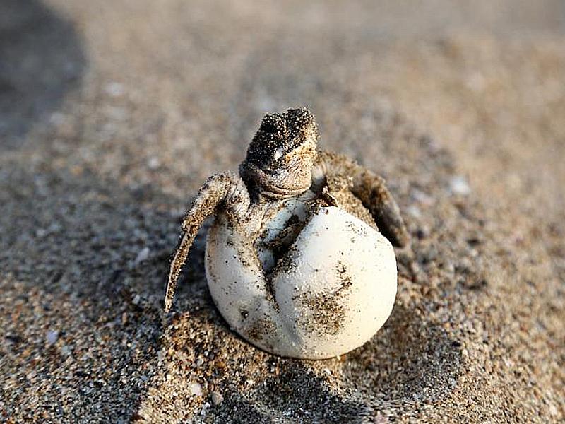 sea-turtle-hatching