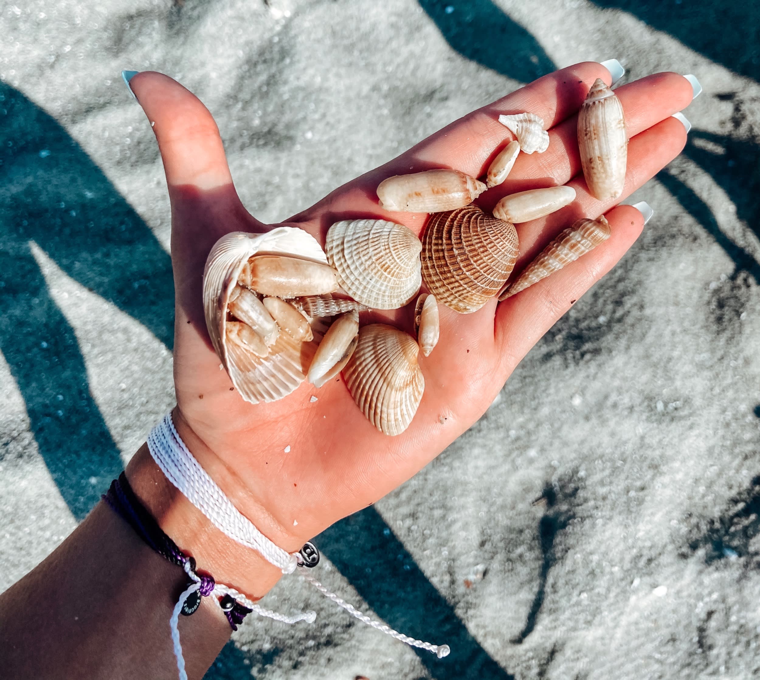 A hand holds shells on holden beach