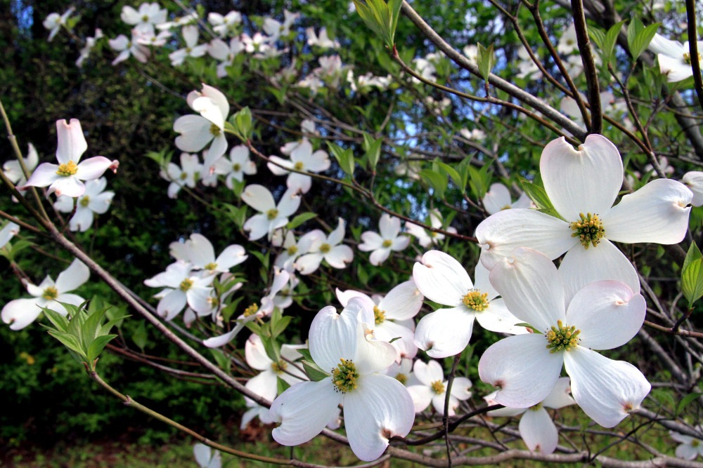 dog wood blossoms