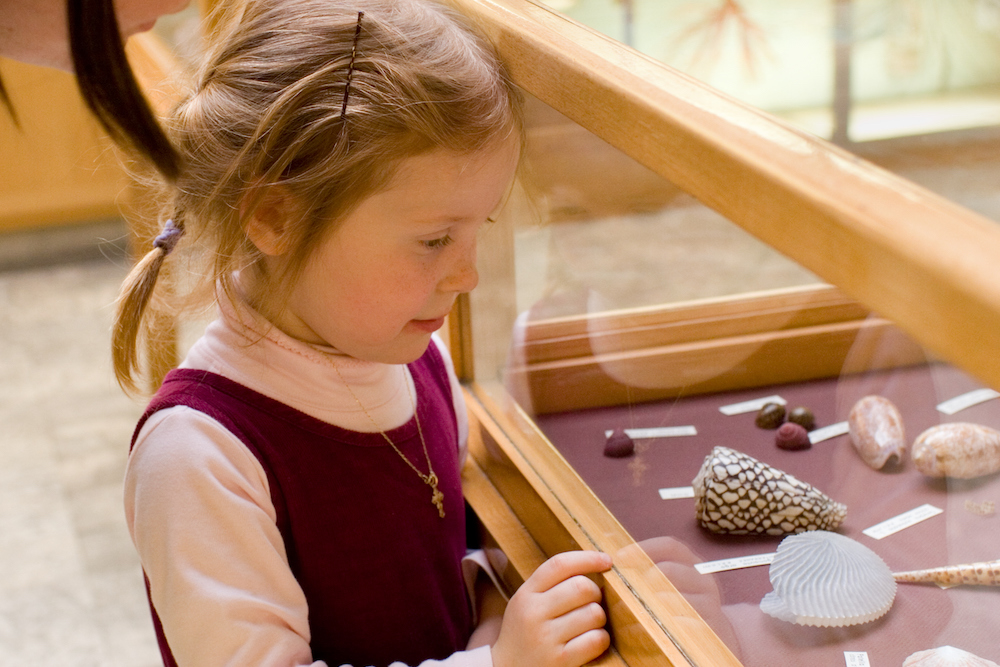 Child looking at display of sea shells in a museum